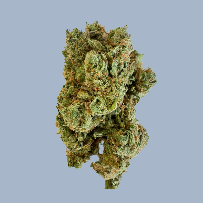 Belle fleur de CBD Cream Cookies sur fond bleu